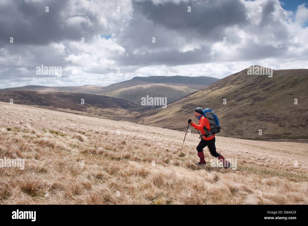 A man walking on the Northern Fells in the Lake District between Knott and Great Calva, two of the designated Wainwright summits Stock Photo