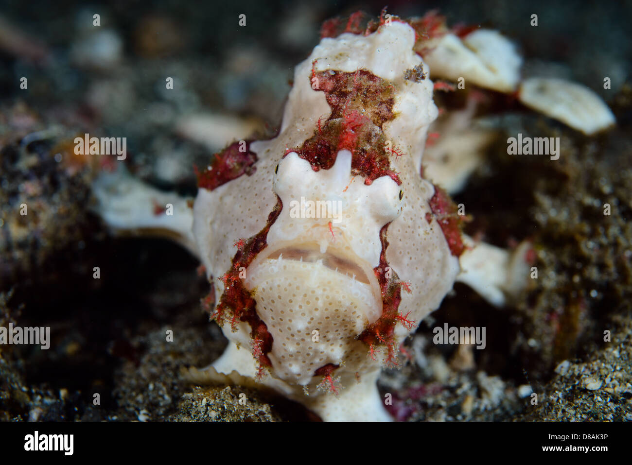 A white with red pattern warty frogfish, antennarius maculatus Stock Photo