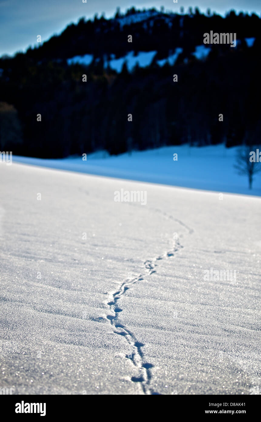Shoe-shoe tracks leading into a snowy field Stock Photo