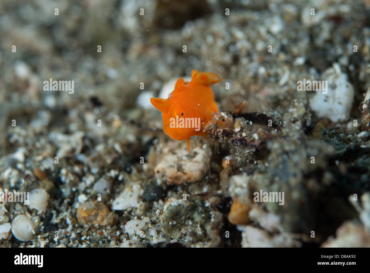 The smallest tiny orange painted frogfish (antennarius pictus) just a little bigger than a grain of sand. Stock Photo