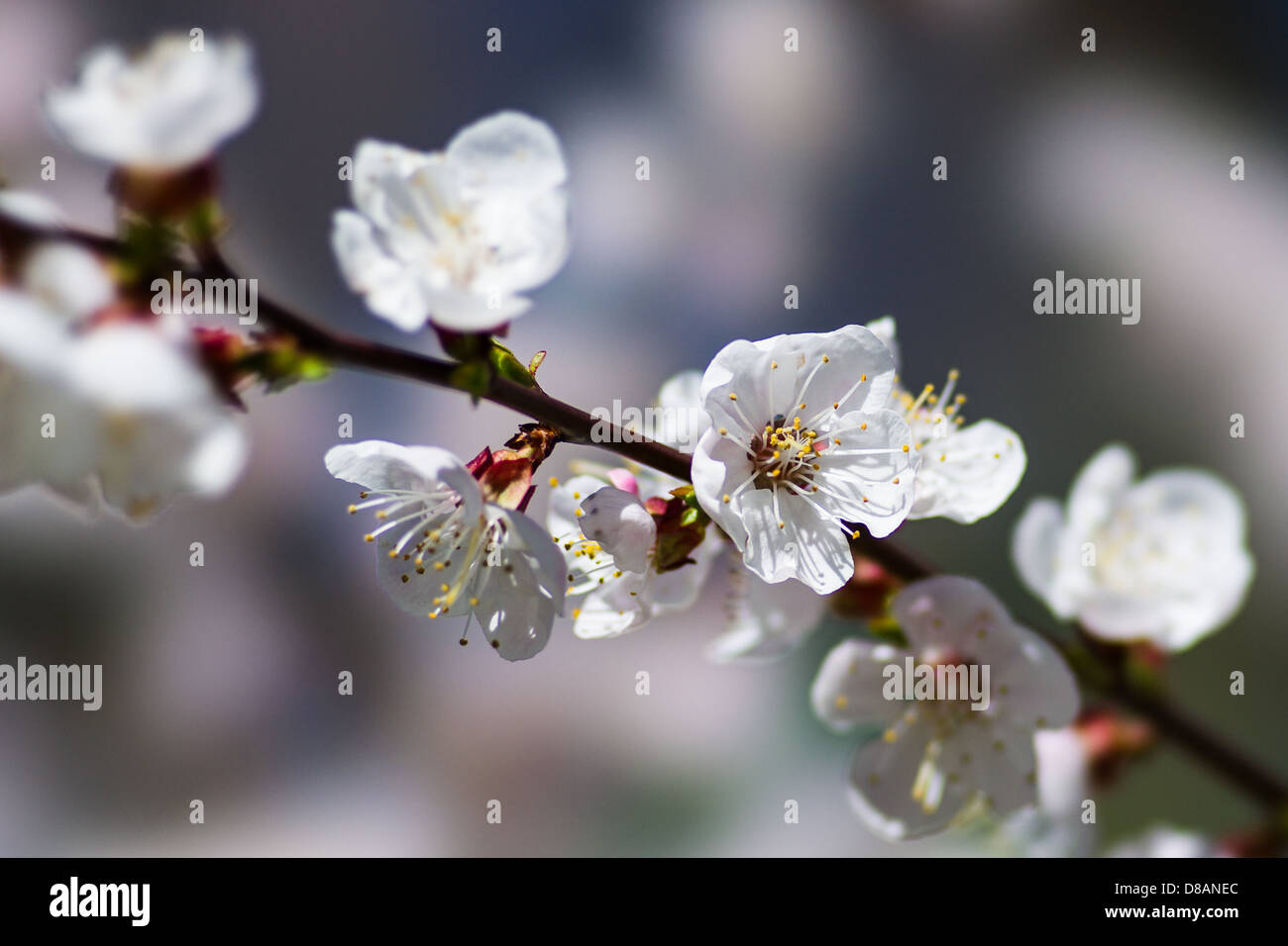 Branch of cherry blossoms against blurry background Stock Photo - Alamy