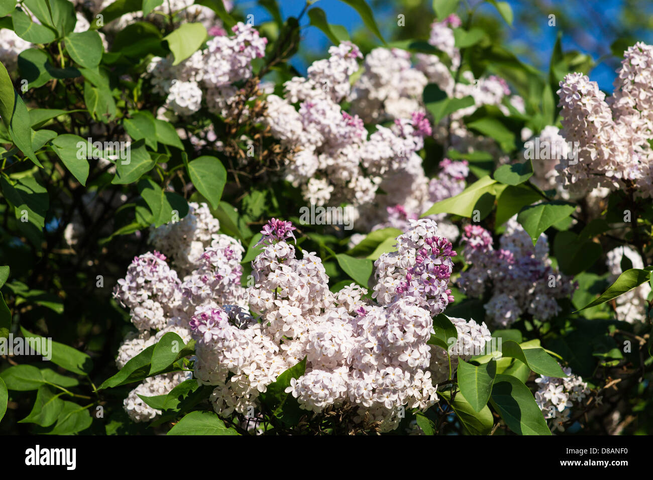 Pink lilacs, green leaves and blue sky Stock Photo