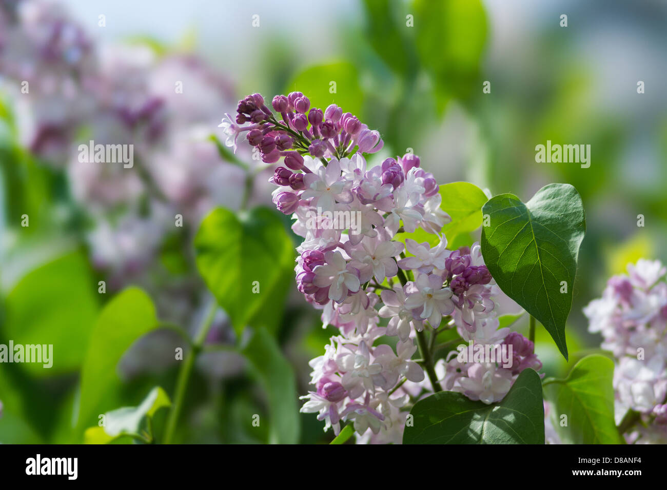 Pink lilacs and green leaves against blurry multicolor background Stock Photo