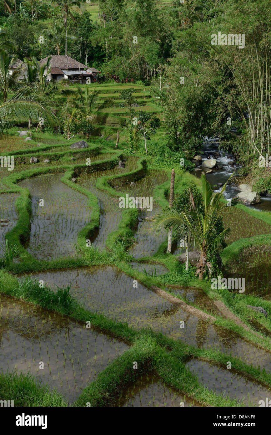 Indonesia, Bali, rice fields in terrace along a river near Jatiluwith ...
