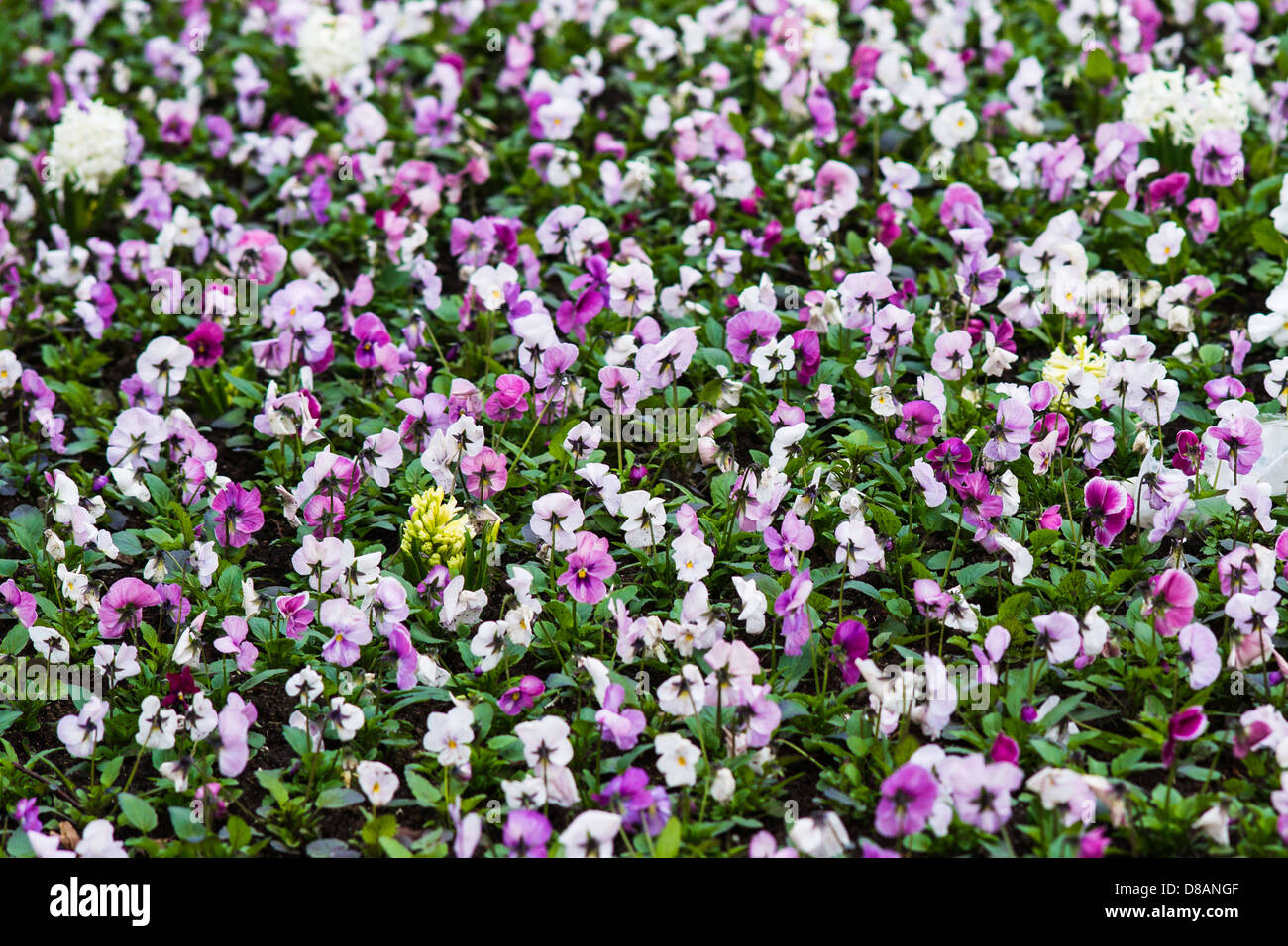 Flowerbed of fresh heart's ease flowers in springtime Stock Photo Alamy