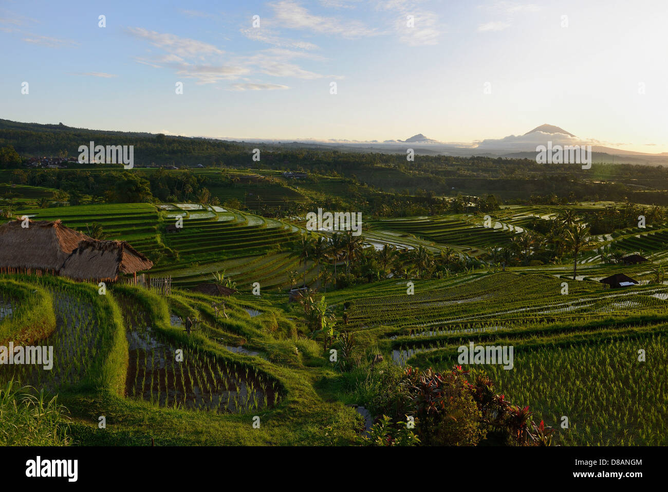 Indonesia, Bali, rice fields in terrace near Jatiluwith, in the background the Agung volcano Stock Photo