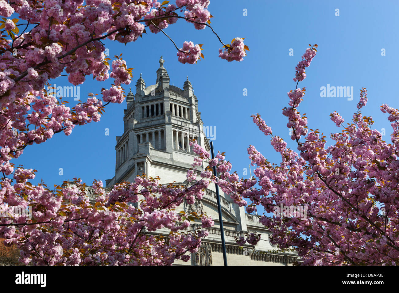 Victoria and Albert Museum with cherry blossom trees Stock Photo Alamy