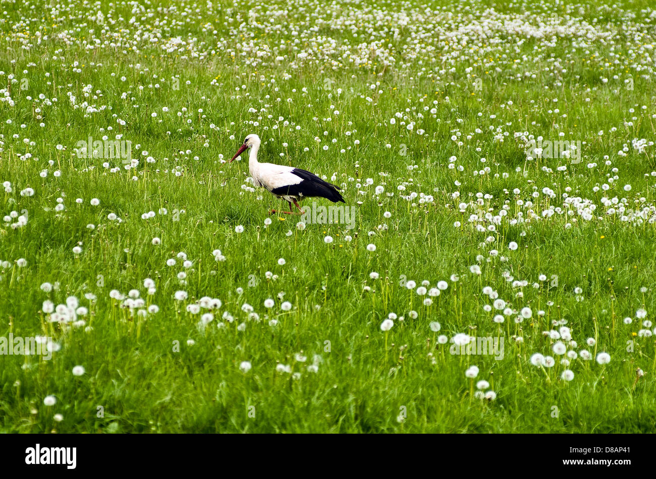 Stork looking for food on the lawn. Stock Photo