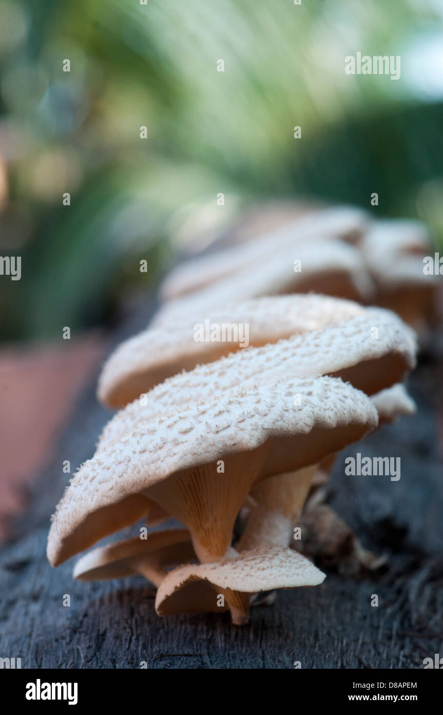Wild mushrooms growing in forest, western ghats, Kerala, India Stock Photo