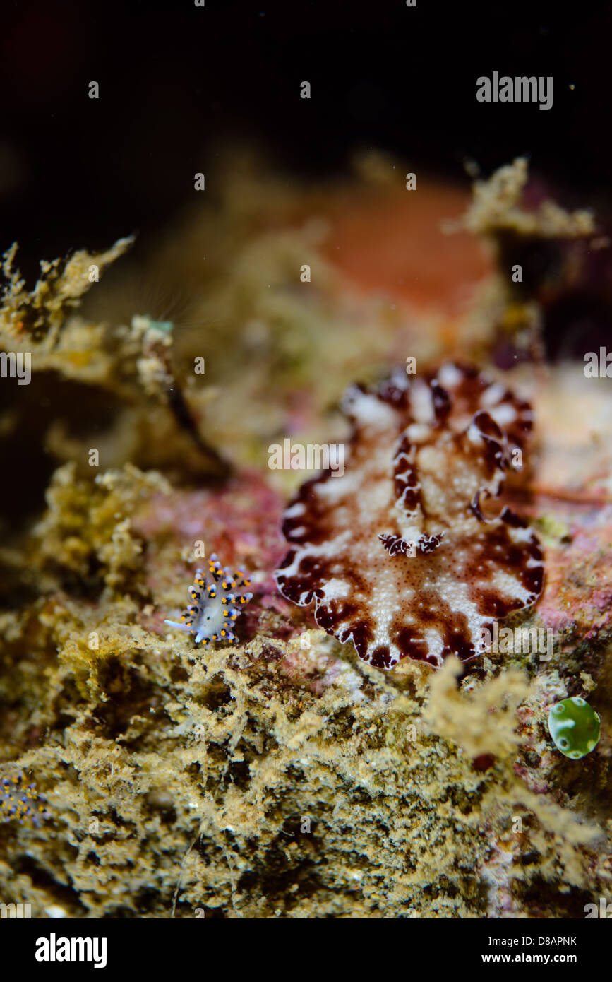 A flatworm discodoris from the family of Dorid Nudibranchs Discodoridae and an othe tiny nudibranch Stock Photo
