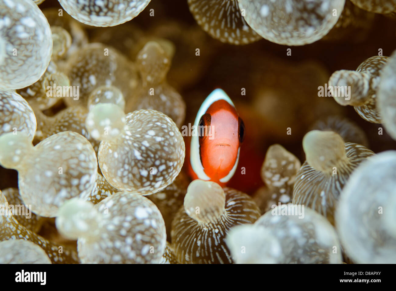 A Juvenile marron or spinecheek anemonefish hides in its interesting anemone with nipple shape tentacles. Ambon Indonesia Stock Photo