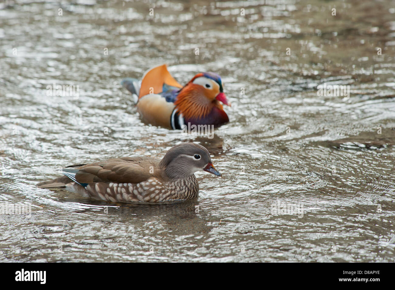 Male and female Mandarin duck swimming on stream Stock Photo - Alamy