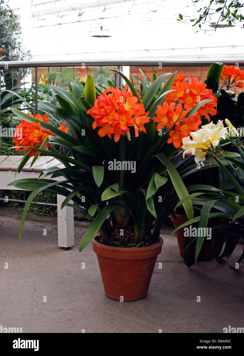 CLIVIA MINIATA GROWING IN TERRACOTTA POTS AT RHS WISLEY. UK. Stock Photo