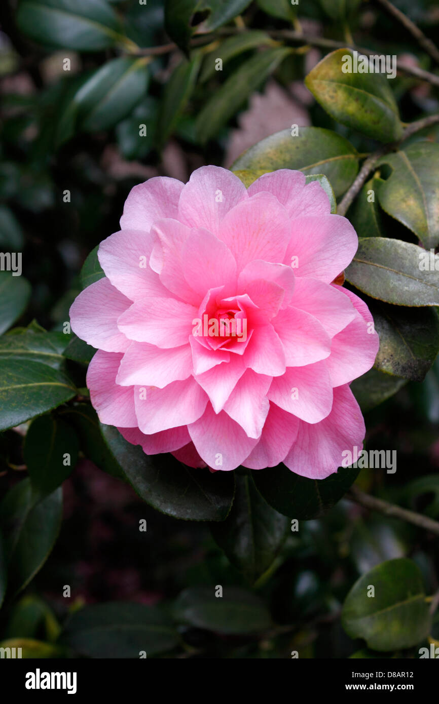 CAMELLIA WILLIAMSII WATER LILY TYPE. PINK. Stock Photo