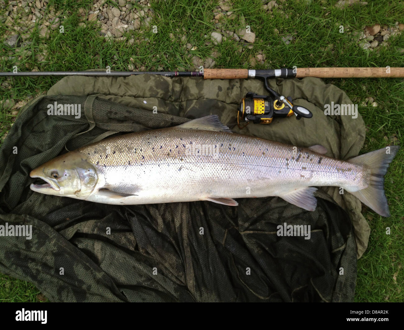 18lb salmon caught fishing a spinner from River Wye at Letton Court