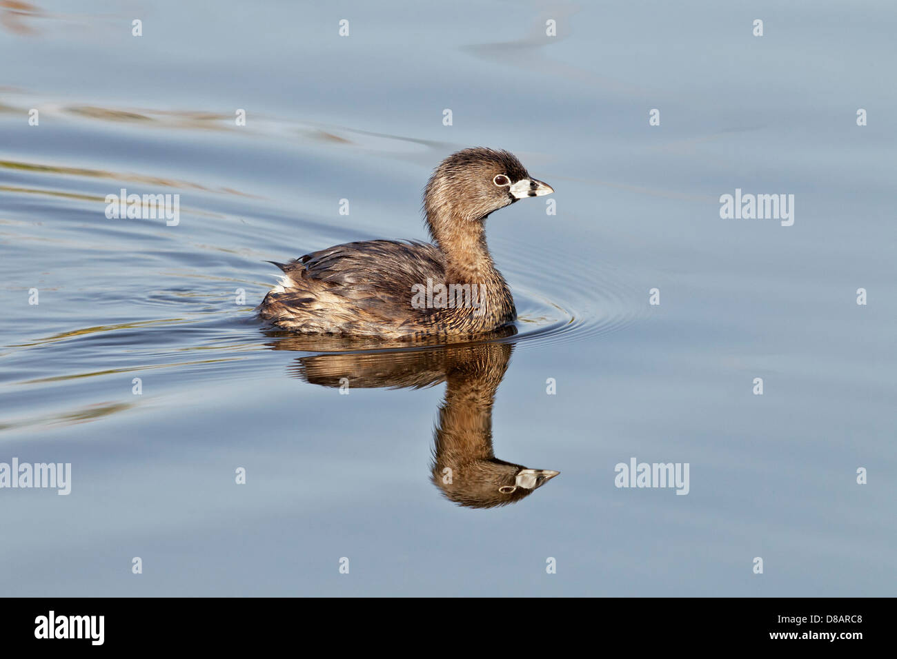 An adult Pied billed Grebe swimming on an inland lake Stock Photo