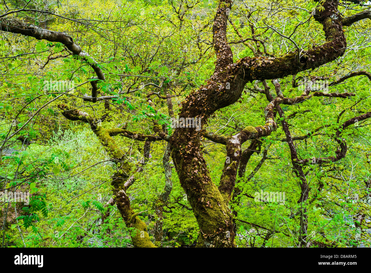 Sessile Oak in Myrtleberry Wood in Exmoor National Park near Lynmouth, Devon, England. Stock Photo