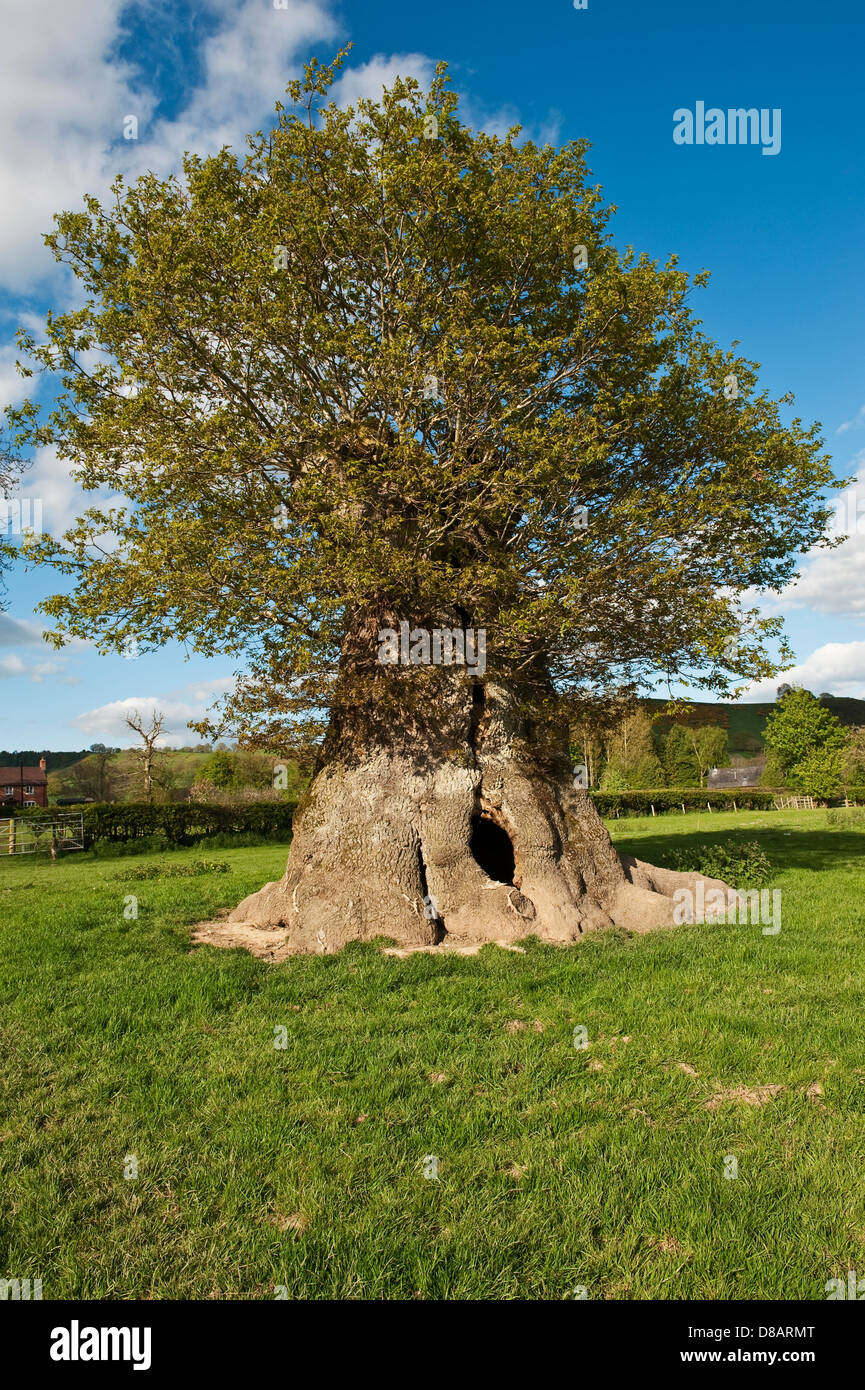 An ancient hollow pollarded oak tree at Lingen, Herefordshire, UK Stock