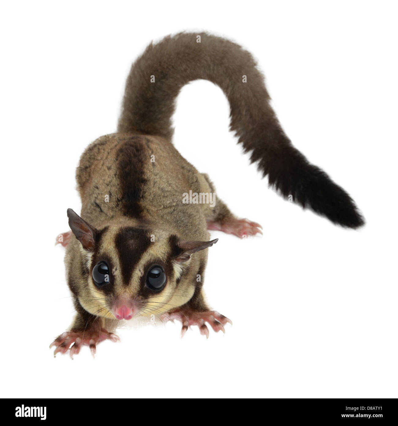 Flying squirrel, Sugarglider Stock Photo