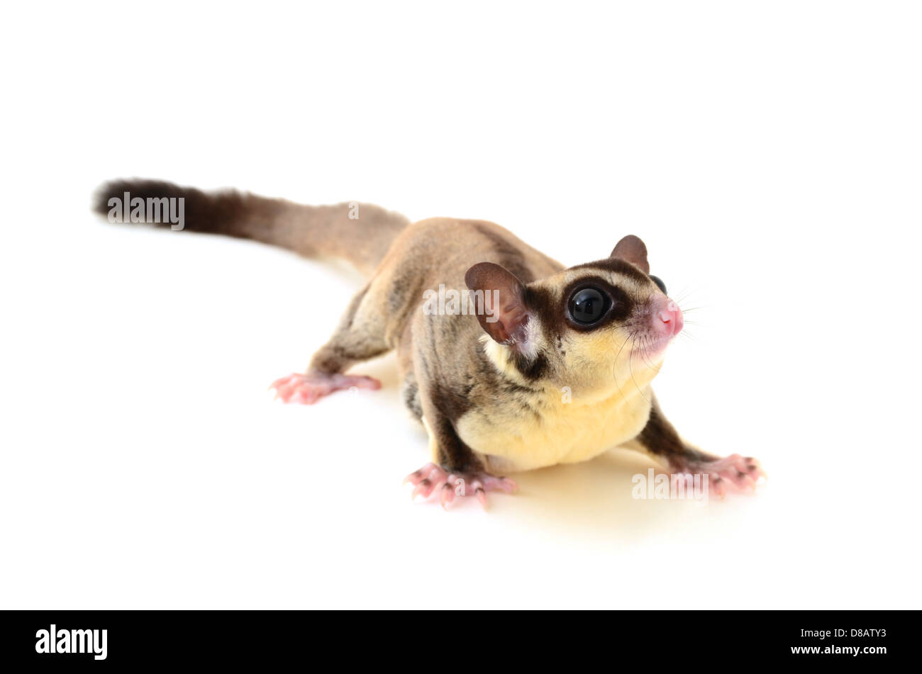 Flying squirrel isolated on white Stock Photo