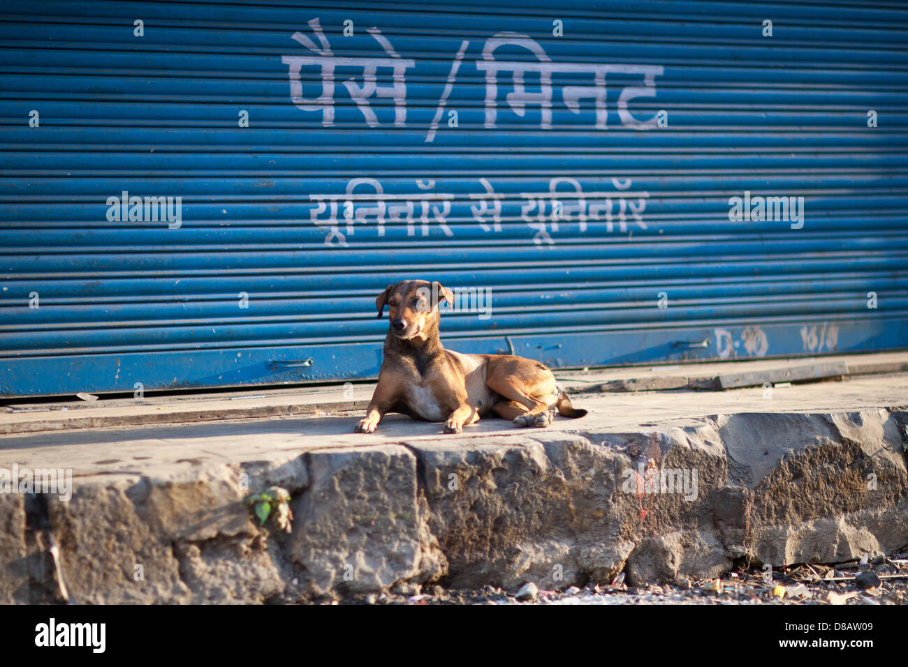 Stray dog in Mumbai India Stock Photo Alamy
