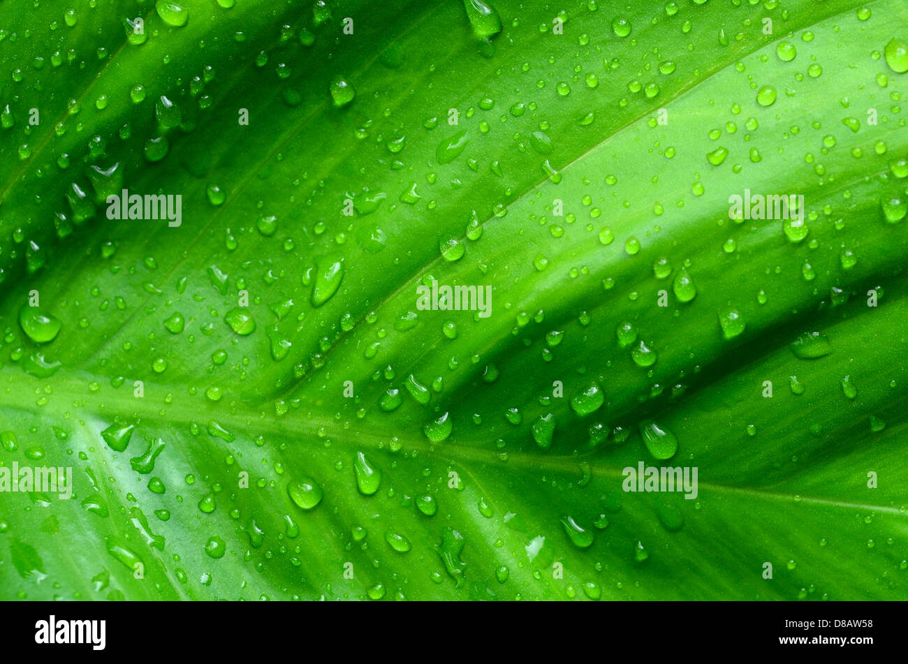 green leaf and drop Stock Photo