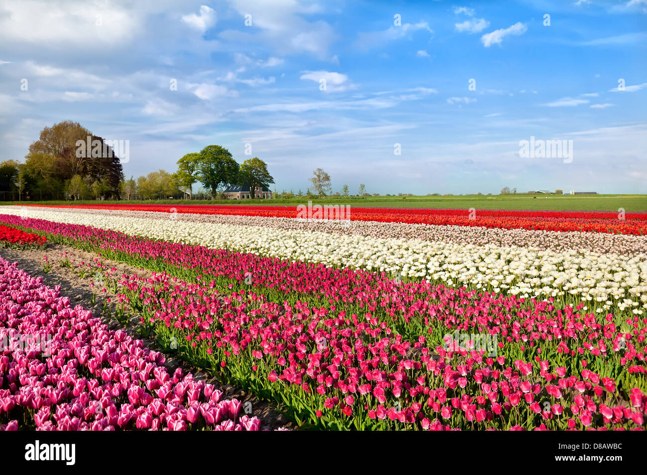 colorful spring tulip fields in Alkmaar, North Holland Stock Photo - Alamy