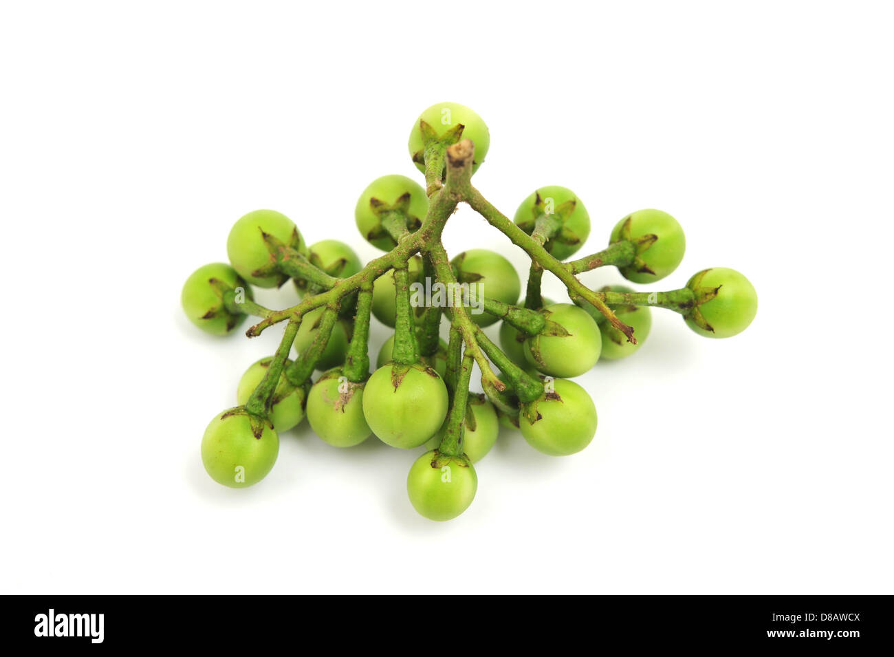 gollum jade plants Gollum Jade main image 0