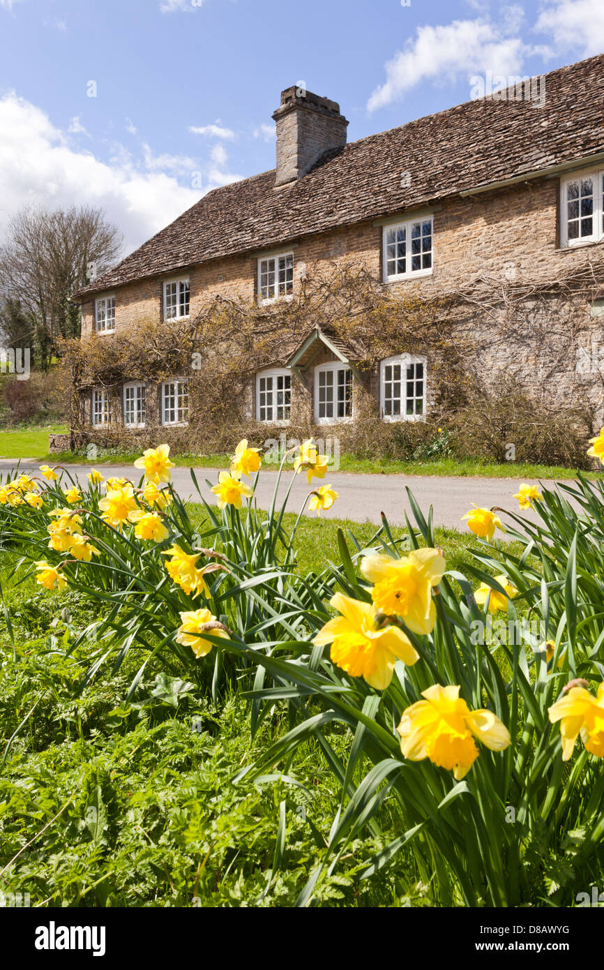 Springtime daffodils in the Cotswold village of Eastleach Turville, Gloucestershire UK Stock Photo