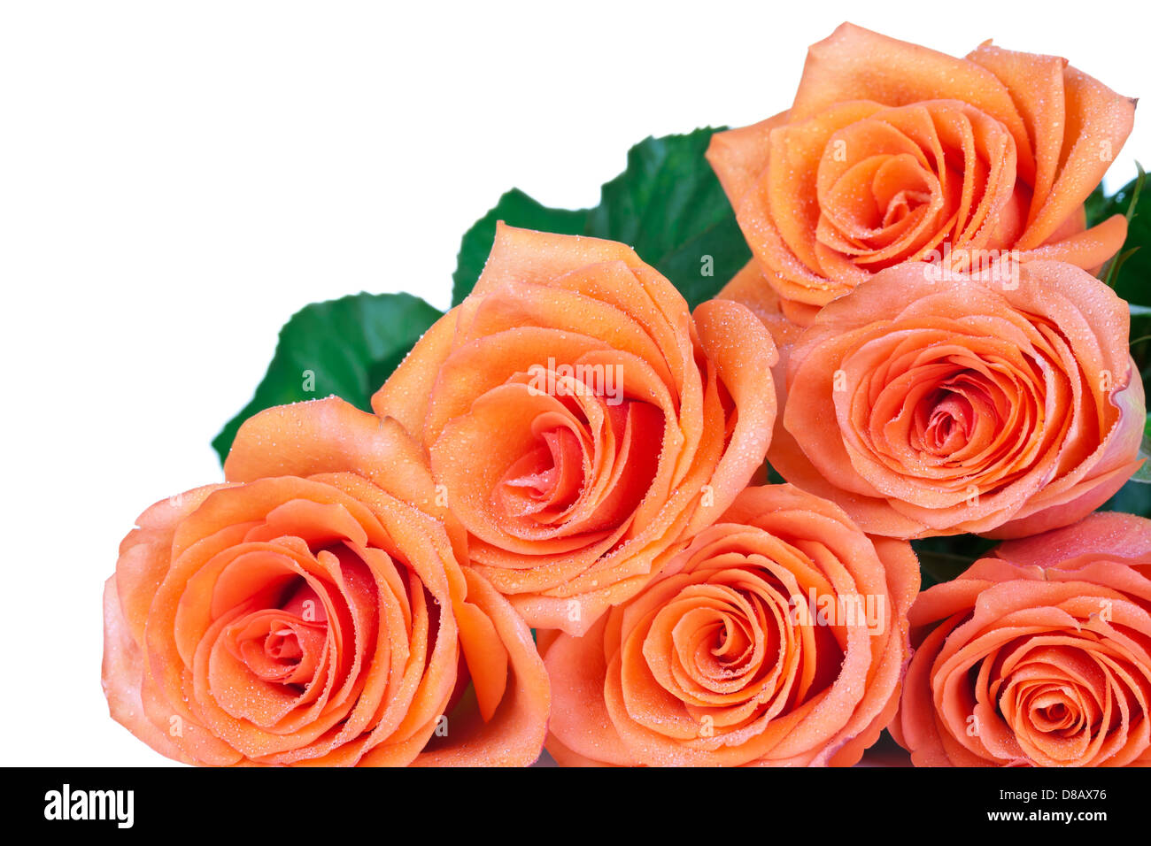 Tea roses bouquet with dew drops isolated on white background. Copy