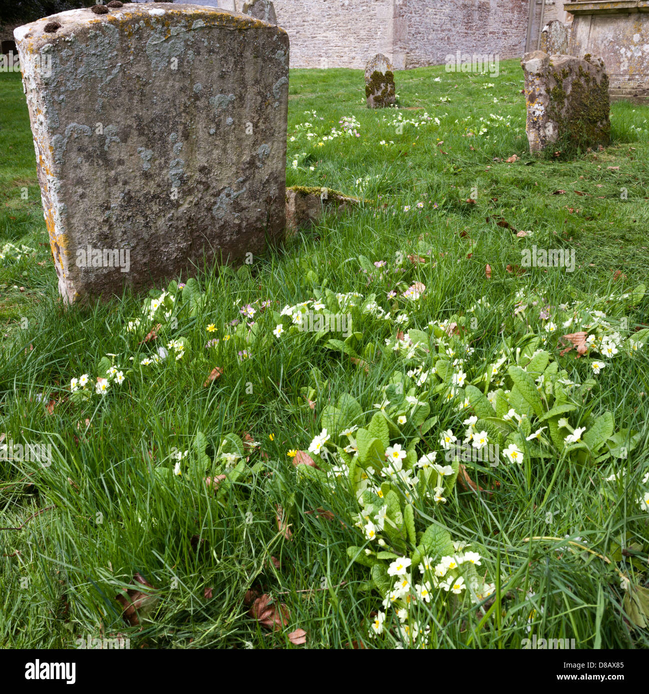 Primroses on a grave at St Peters church in the Cotswold village of Southrop, Gloucestershire UK Stock Photo