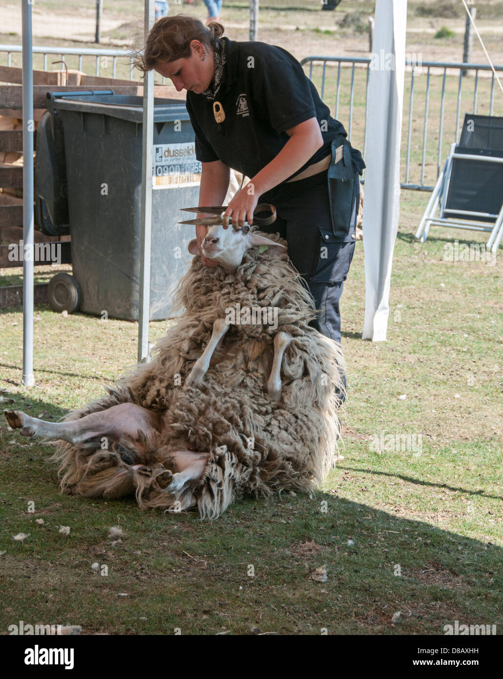 Sheep shearing show in wool livestock farm hires stock photography and