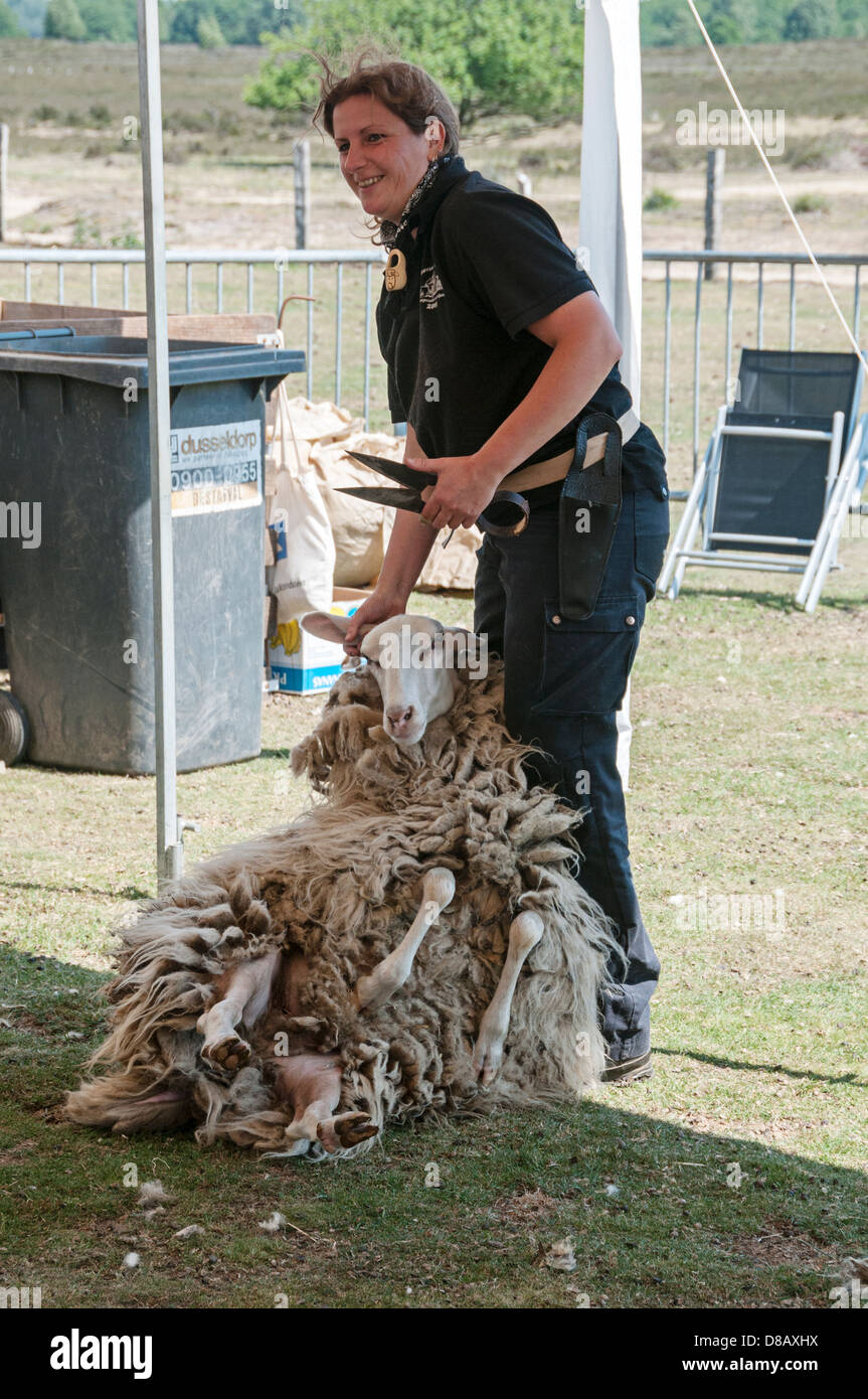 Sheep shearing show in wool livestock farm hires stock photography and
