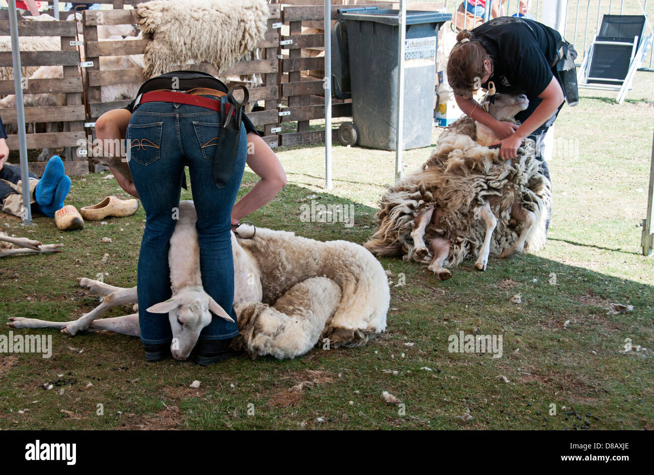 Sheep shearing competition hires stock photography and images Alamy