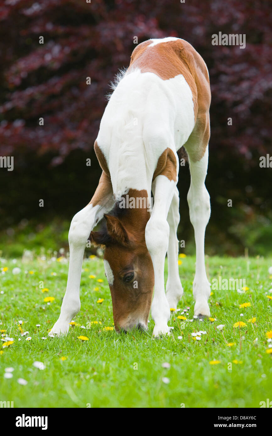 A 6 day old foal outside in a paddock in England in spring time Stock Photo