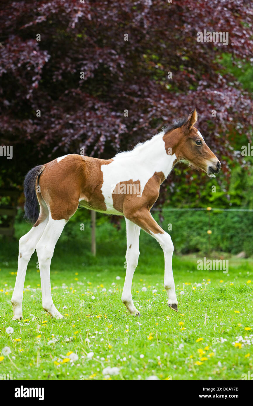 A 6 day old foal outside in a paddock in England in spring time Stock Photo
