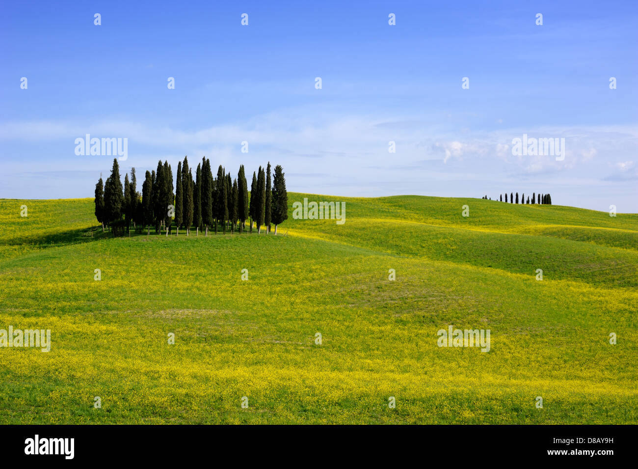 italy, tuscany, val d'orcia, countryside, cypress trees Stock Photo