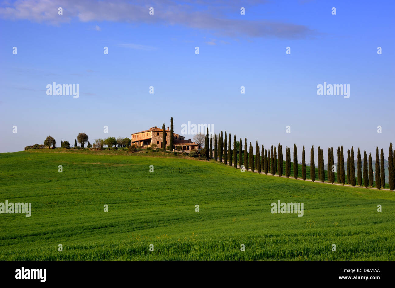 Italy, Tuscany, Val d'Orcia, Agriturismo Poggio Covili, wheat fields, cypress trees and house Stock Photo