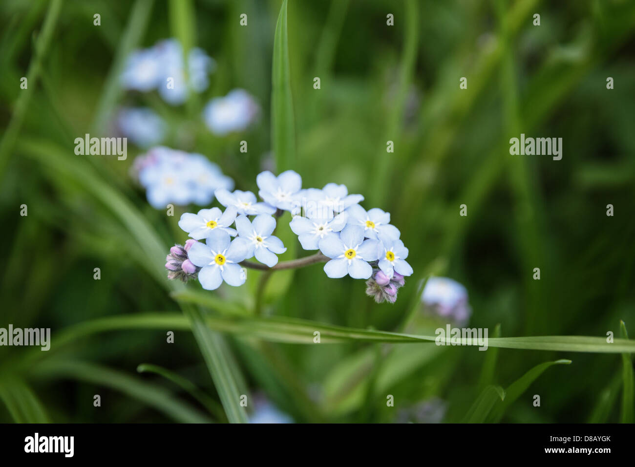 on meadow close up, selective focus Stock Photo Alamy