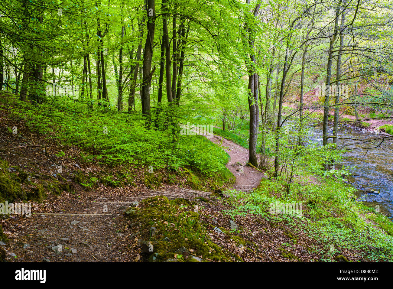 Pathway and steps though Beech trees in Barton Wood on the riverbank of