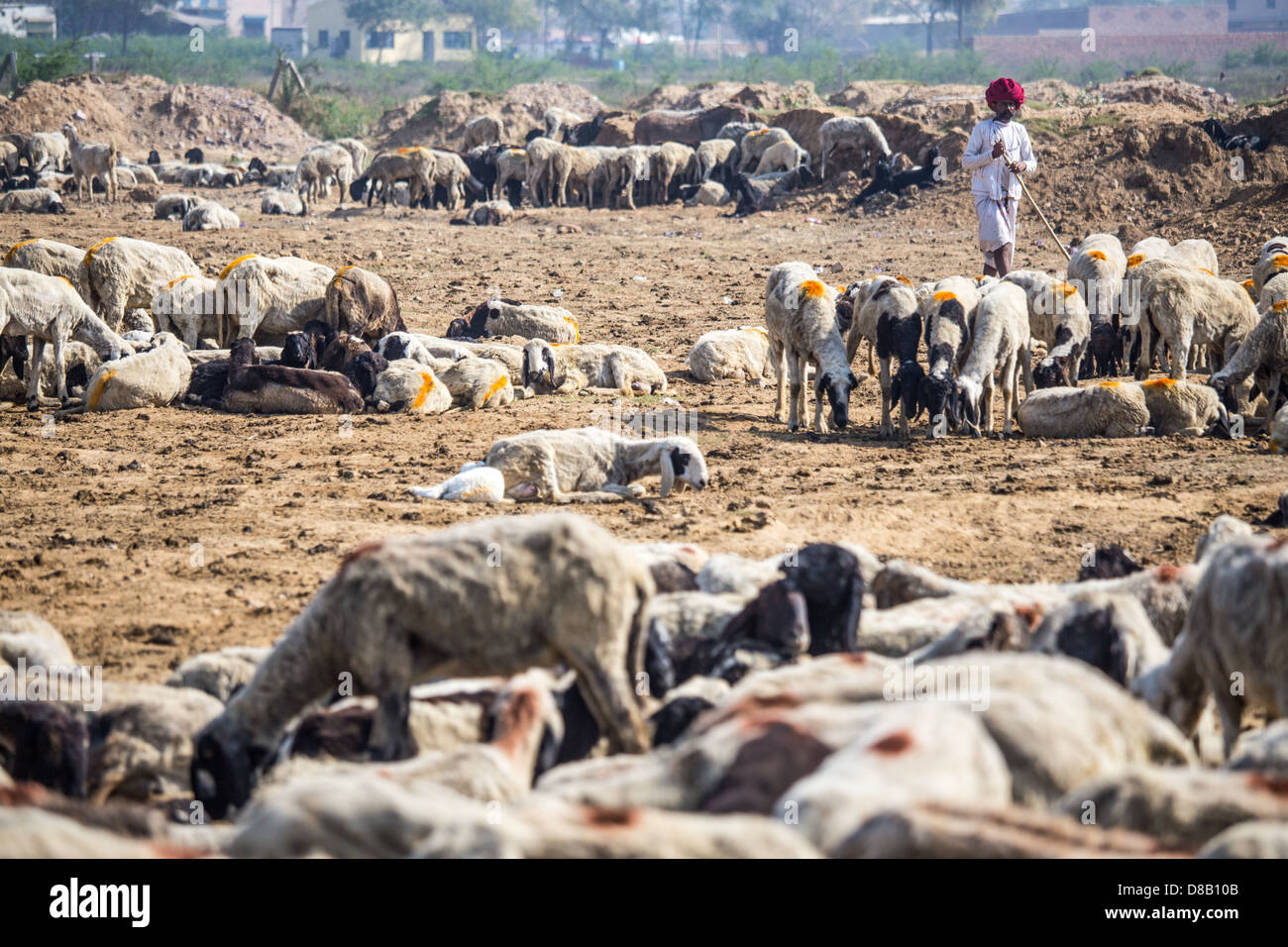 Rajput shepherd, Rajasthan, India Stock Photo
