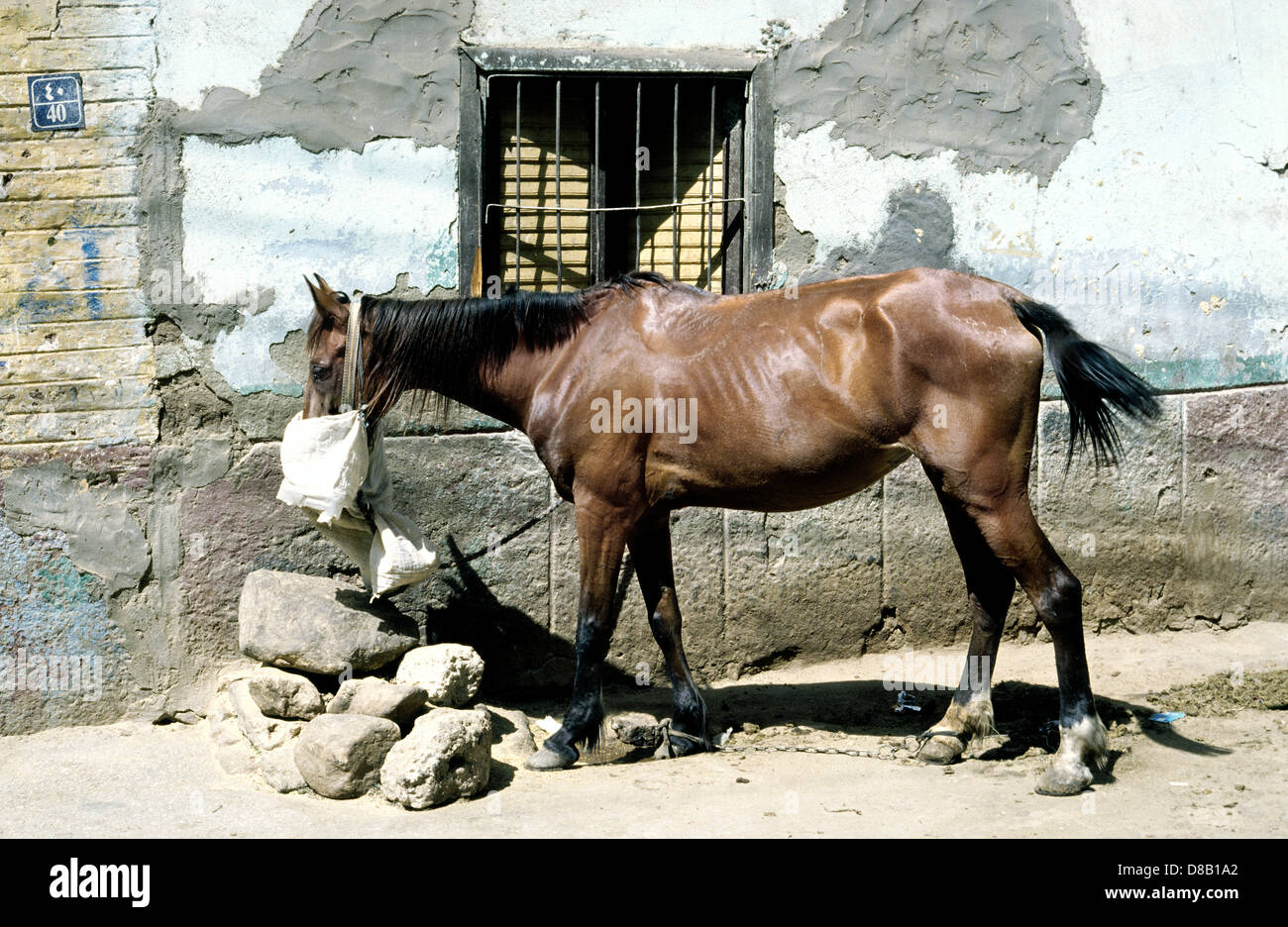 Horse outside a home in the souks of Luxor in Egypt. Stock Photo