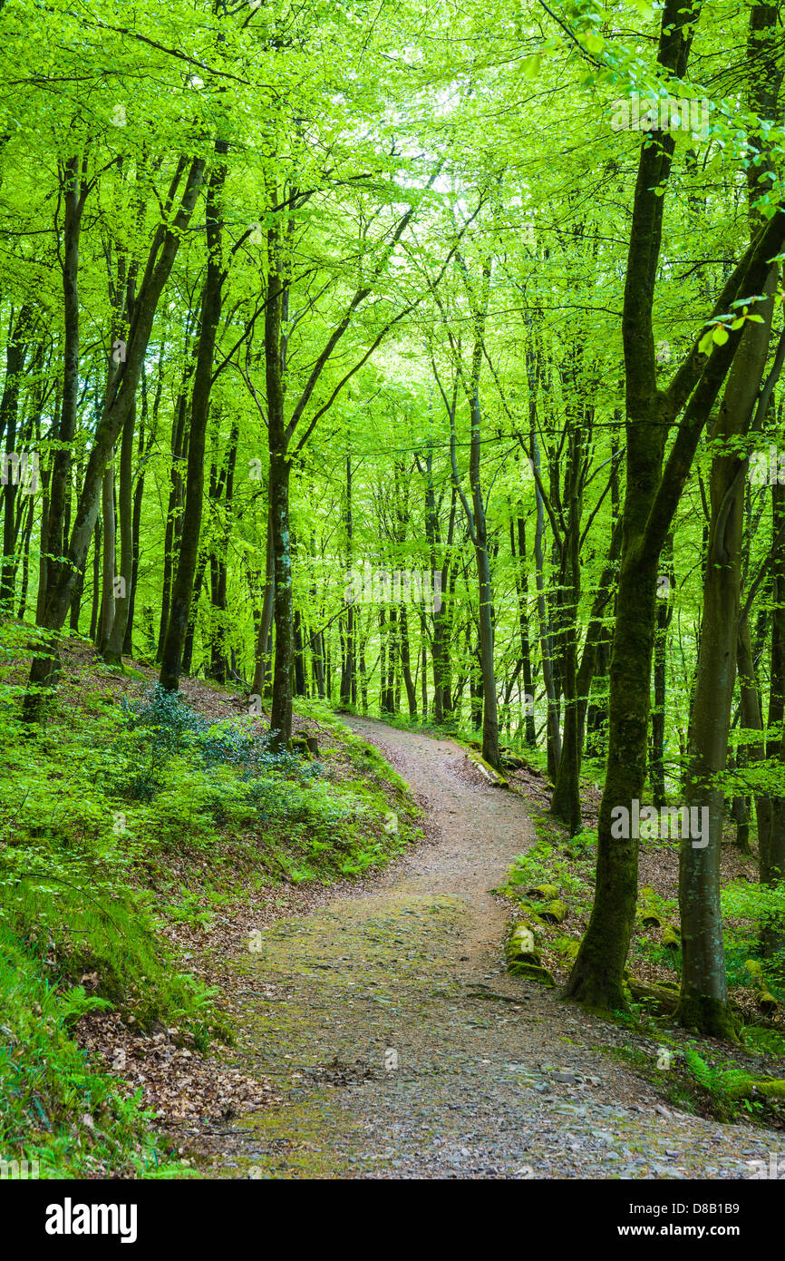 Devon pathway hi-res stock photography and images - Alamy