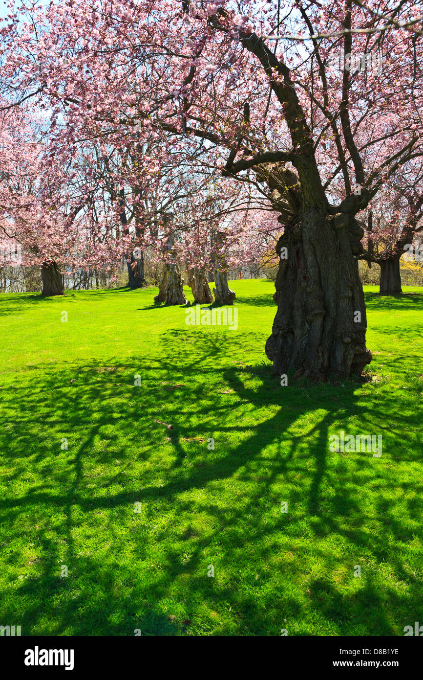 Royal Botanical Gardens Burlington & Hamilton Ontario Canada. Cherry trees in bloom in the Arboretum Stock Photo