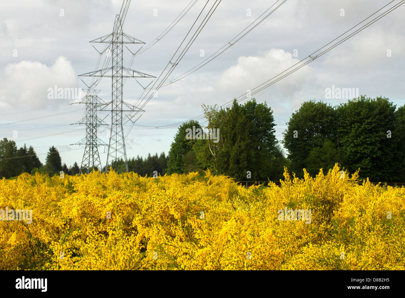 Power lines and blooming Scotch Broom plants near Olympia, Washington State, USA. Stock Photo