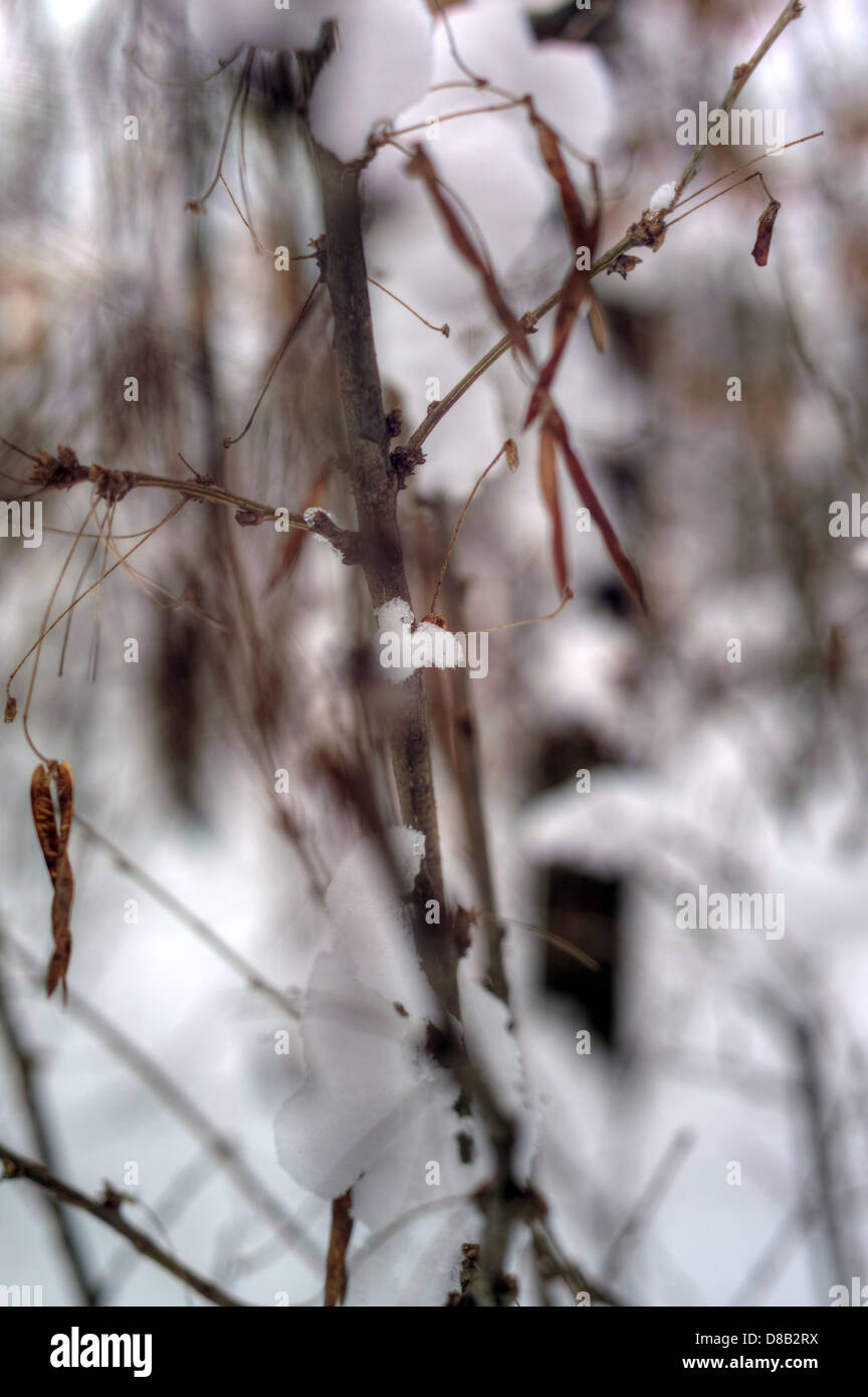 Beautiful tree with dry leaves covered snow Stock Photo - Alamy