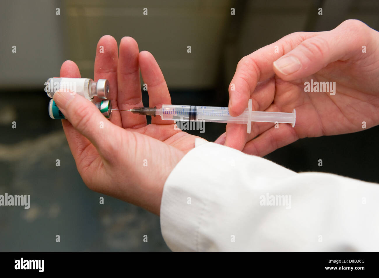 A veterinarian preparing an injection for a cat Stock Photo