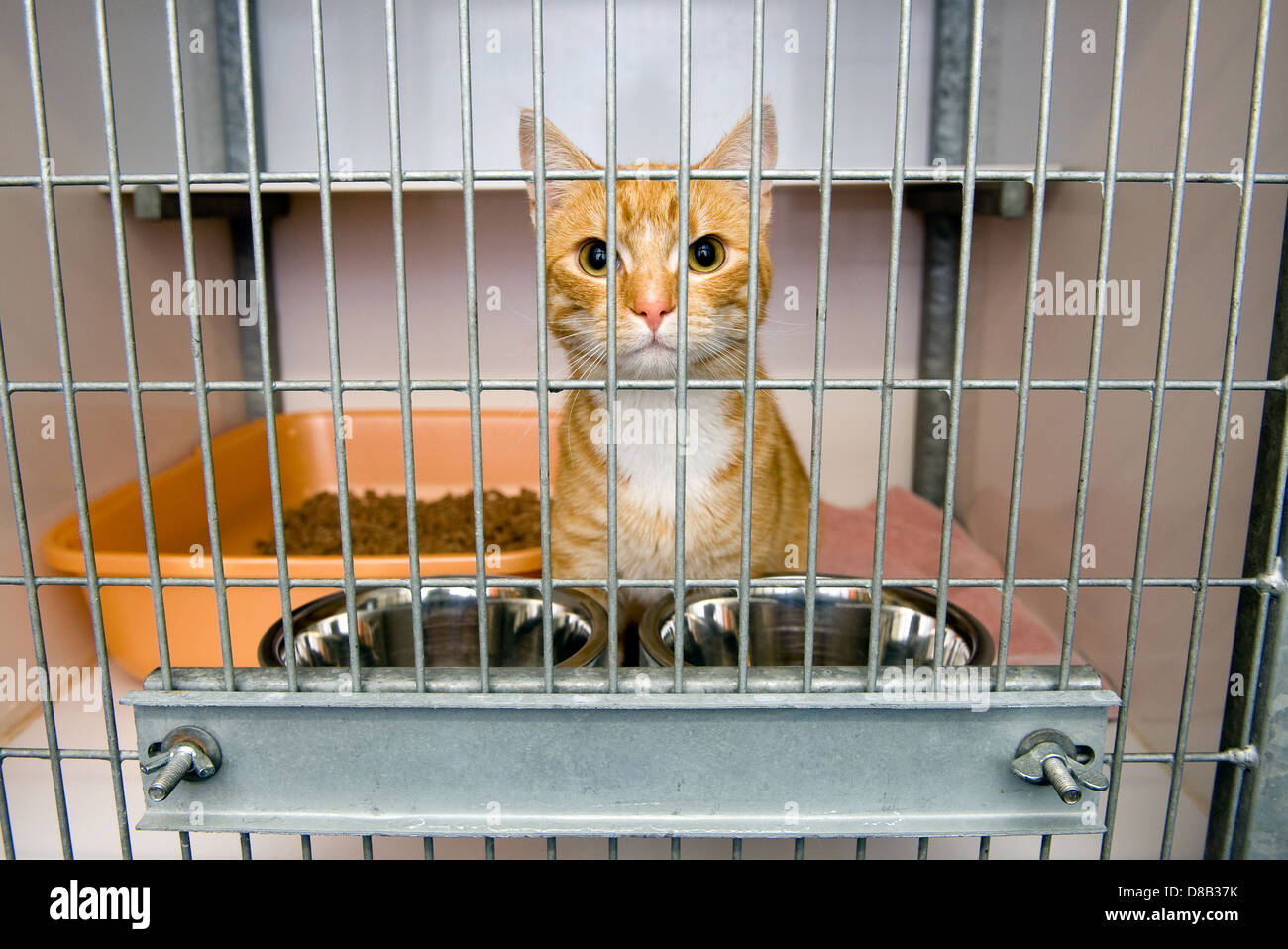 Animal shelter hi-res stock photography and images - Alamy Animal shelter hi-res stock photography and images - Alamy