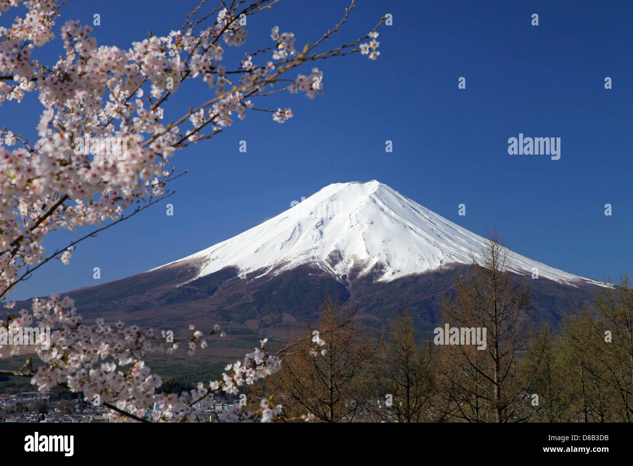 Snowy Mount Fuji and cherry blossoms FujiYoshida city Japan Stock
