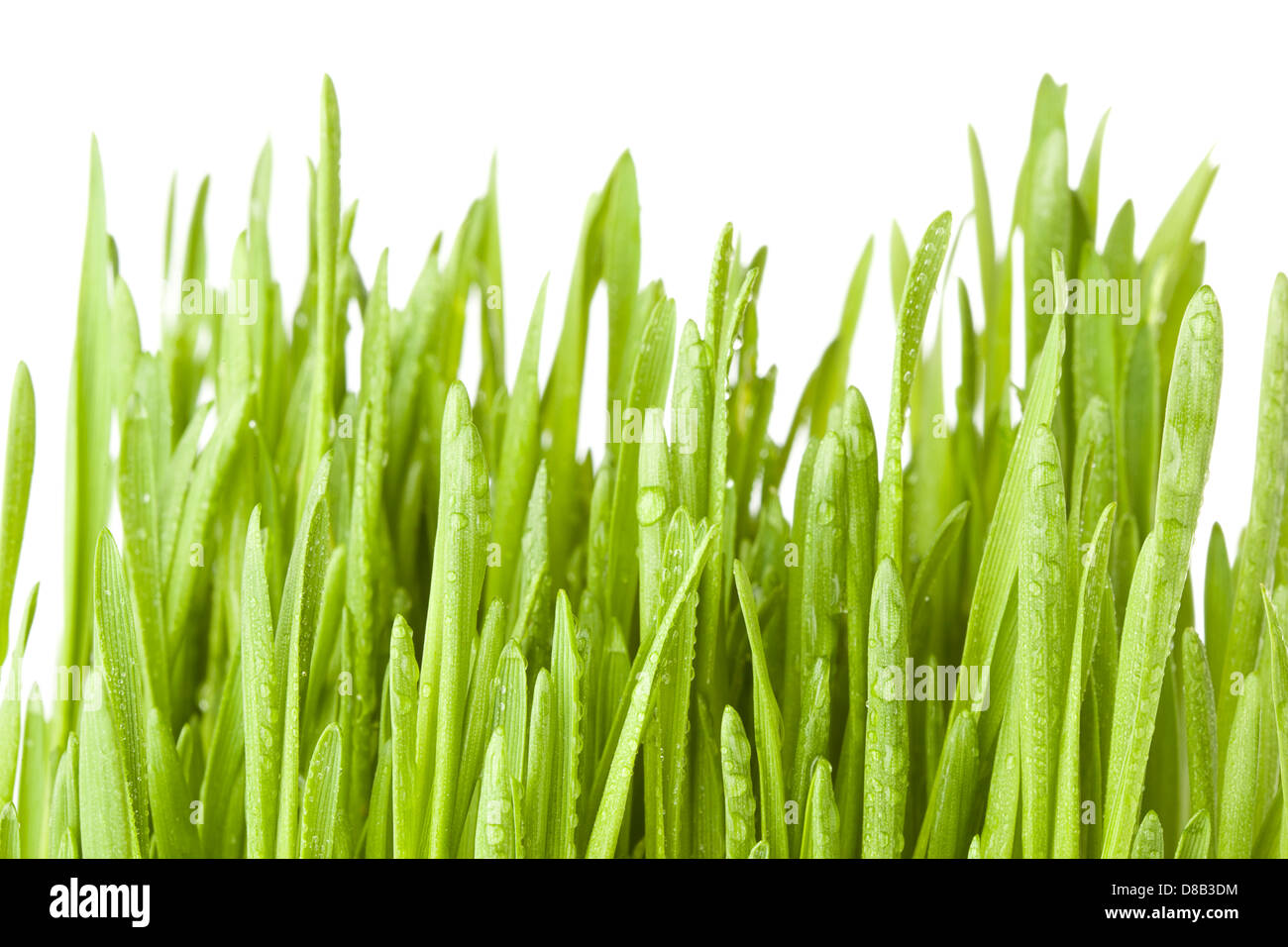 Fresh Green Organic Wheat Grass against a background Stock Photo